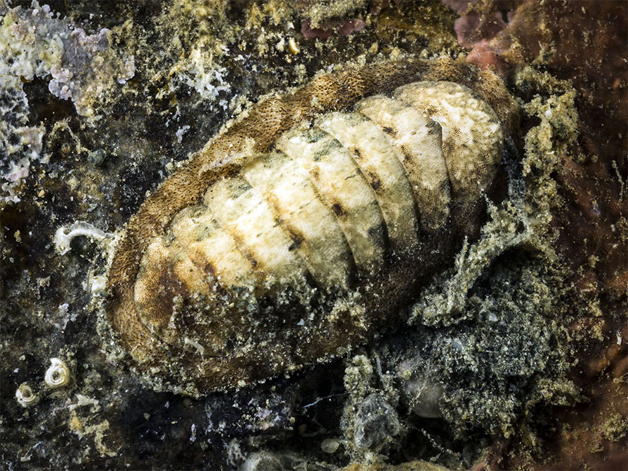 Stenoplax sp. A